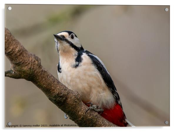 Majestic Woodpecker in its Natural Habitat Acrylic by tammy mellor