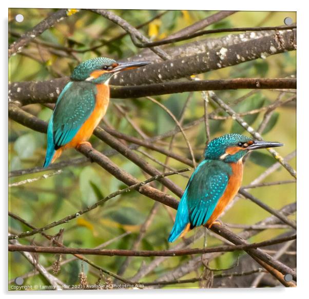 Majestic Kingfishers in their Natural Habitat Acrylic by tammy mellor