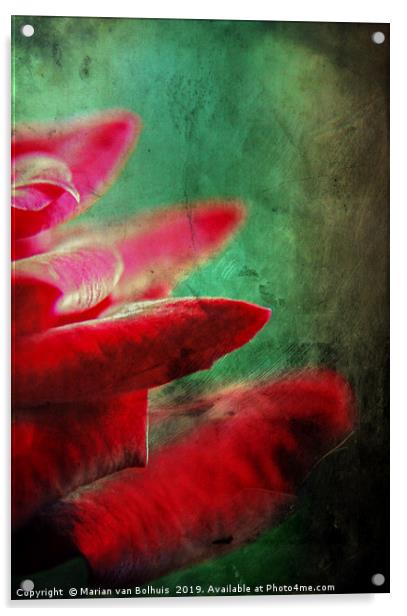 Grunge rose Acrylic by Marian van Bolhuis