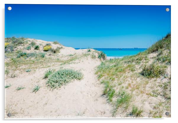 Sand dunes with plants by the sea in a protected natural area in Acrylic by Joaquin Corbalan