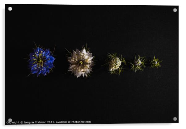 Elegant artistic backdrop of flowers isolated on black backgroun Acrylic by Joaquin Corbalan