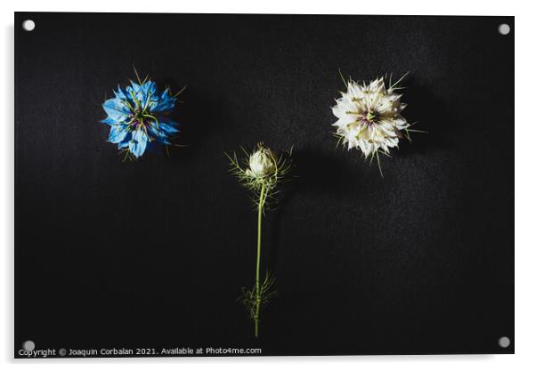 Two small white and purple flowers arranged on a black table in  Acrylic by Joaquin Corbalan