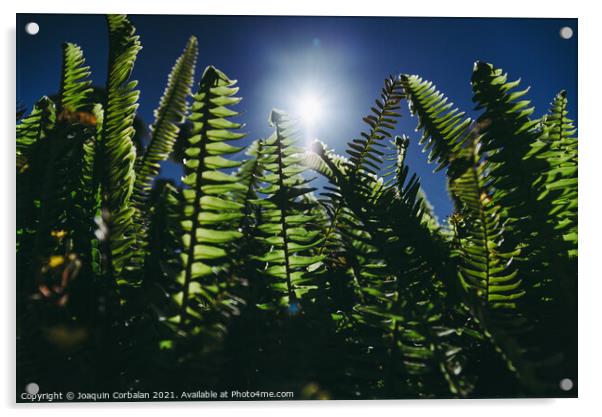 Ferns in the sun suffer the consequences of climate change. Acrylic by Joaquin Corbalan