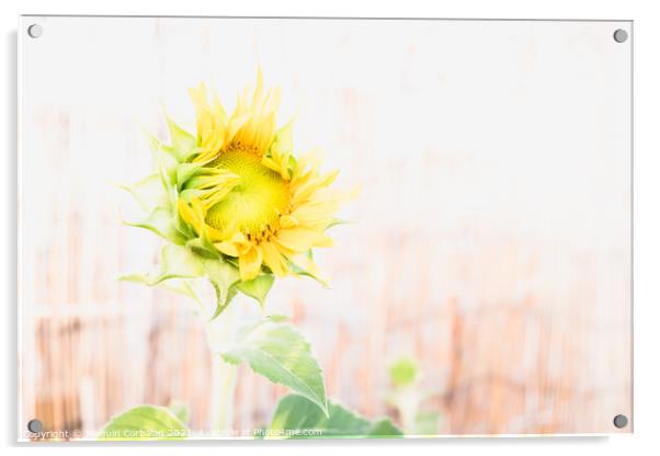 A garden dwarf sunflower with a diaphanous background Acrylic by Joaquin Corbalan
