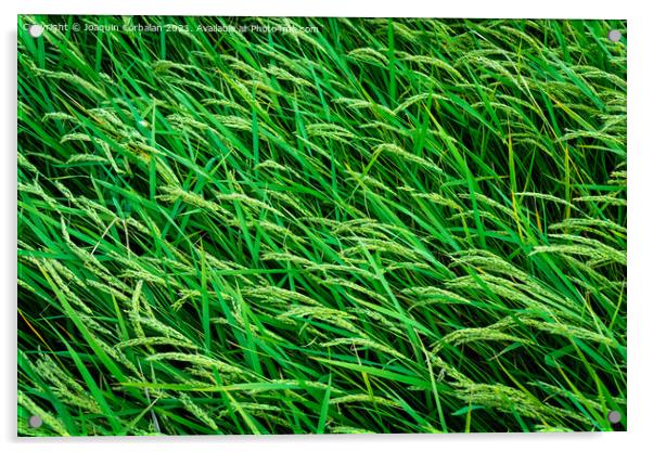 Beautiful rice fields seen from above, sustainable agriculture. Acrylic by Joaquin Corbalan