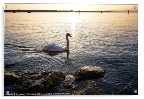 A swan walks near the shore of Lago di Garda at sunset. Acrylic by Joaquin Corbalan