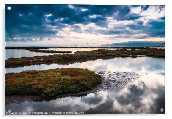 The wetlands of the Ebro delta receive flocks of migratory birds Acrylic by Joaquin Corbalan