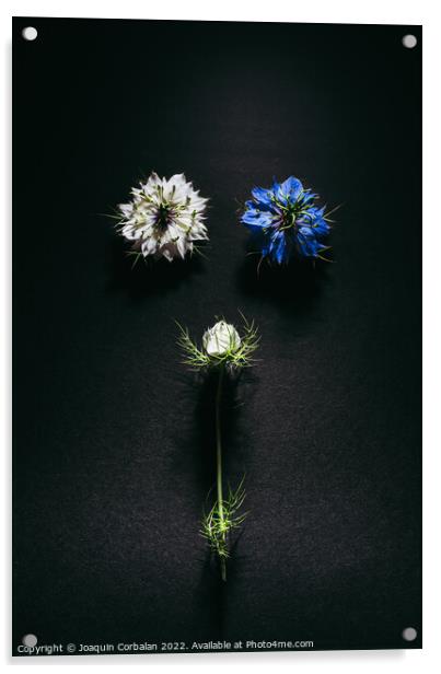 Delicate flowers viewed from above in flat lay isolated on black Acrylic by Joaquin Corbalan