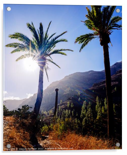 Palm trees in a Moroccan oasis surrounded by mountains in the mo Acrylic by Joaquin Corbalan