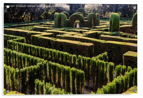 A maze with cypresses for people inside a romantic garden Acrylic by Joaquin Corbalan