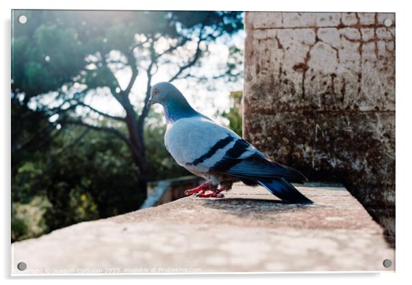 A solitary city pigeon rests undisturbed in a garden. Acrylic by Joaquin Corbalan