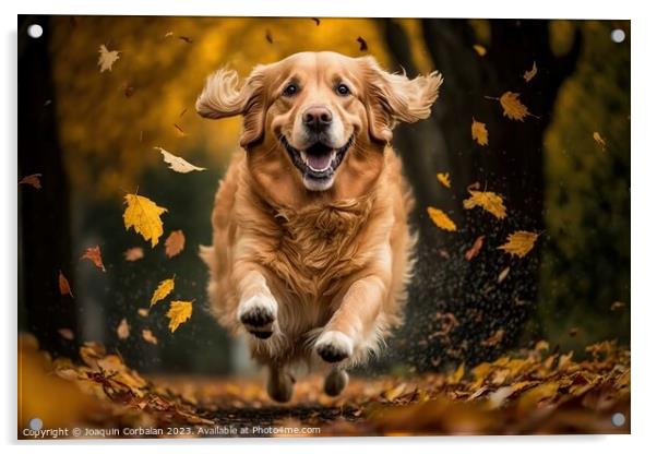 A beautiful golden retriever dog running through t Acrylic by Joaquin Corbalan