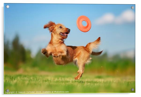 A dog leaps into the air, displaying impressive agility, as it catches a frisbee mid-flight. Acrylic by Joaquin Corbalan