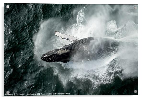 Aerial view of a humpback whale creating a splash in the ocean. Acrylic by Joaquin Corbalan