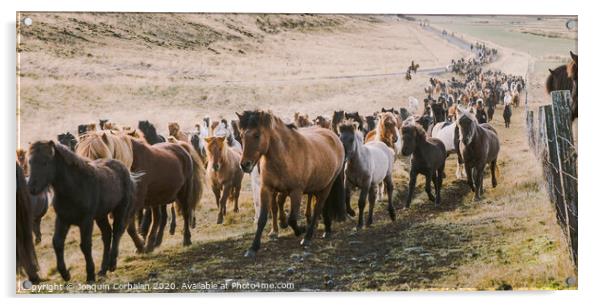 Herd of lovely Icelandic horses riding towards the meeting at the farm Acrylic by Joaquin Corbalan