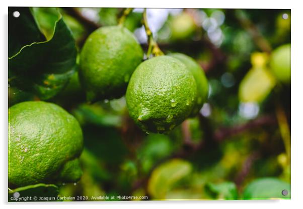 Green lemons hanging from the lemon tree on a rainy day. Acrylic by Joaquin Corbalan