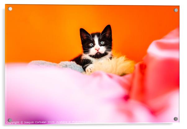 Kitten isolating on orange background staring at camera. Acrylic by Joaquin Corbalan