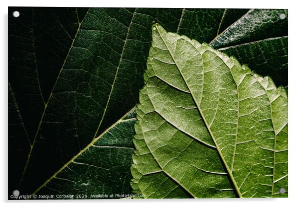Macro of the underside or abaxial face and beam of mulberry leaves, green background of nature leaves. Acrylic by Joaquin Corbalan