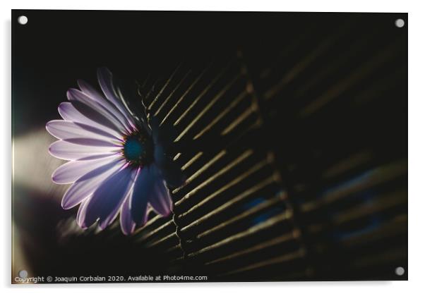 Soft and pink daisies against backlight on a wooden background. Acrylic by Joaquin Corbalan