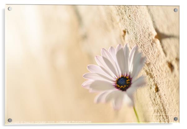 Background of a pink flower against a wall with texture, bright and romantic photo. Acrylic by Joaquin Corbalan