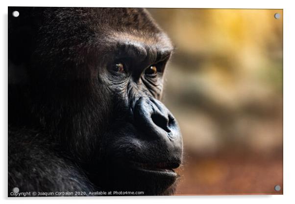Male western gorilla looking around, Gorilla Acrylic by Joaquin Corbalan