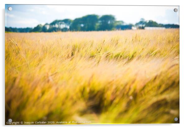 Wheat field. Ears of golden wheat close up in a rural scenery under Shining Sunlight. Background of ripening ears of wheat field. Acrylic by Joaquin Corbalan