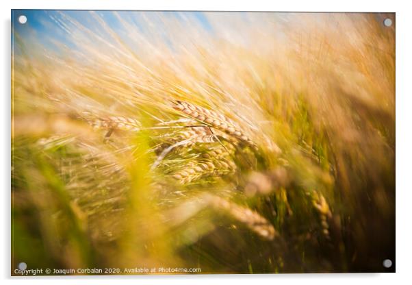 Wheat field. Ears of golden wheat close up in a rural scenery under Shining Sunlight. Background of ripening ears of wheat field. Acrylic by Joaquin Corbalan