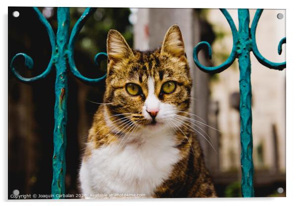 Cat on a fence Acrylic by Joaquin Corbalan