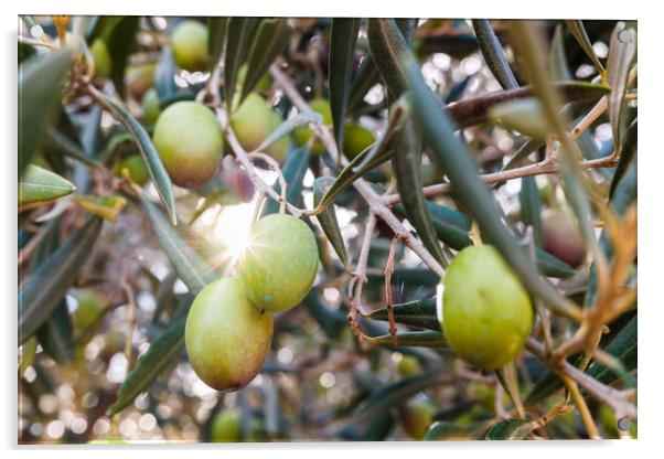 Olive tree illuminated by a sunbeam loaded with green olives. Acrylic by Joaquin Corbalan