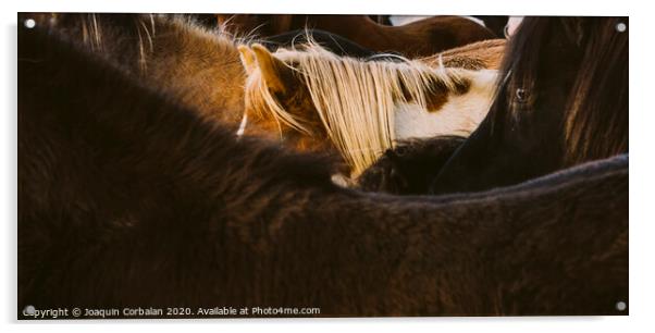 Loins and mane of many Icelandic horses together. Acrylic by Joaquin Corbalan