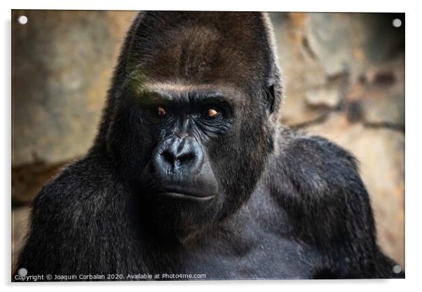 Western male gorilla sitting, Gorilla gorilla gorilla, in a zoo. Acrylic by Joaquin Corbalan