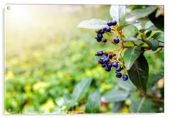 Natural background with autumn purple berries Acrylic by Joaquin Corbalan