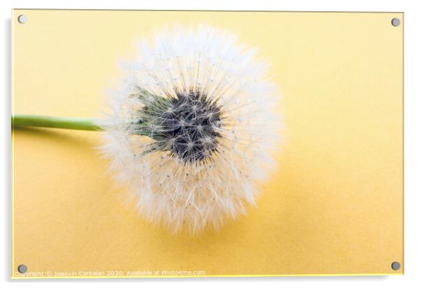 White Dandelion Acrylic by Joaquin Corbalan