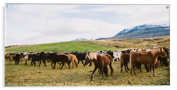 Herd of precious Icelandic horses gathered in a farm. Acrylic by Joaquin Corbalan