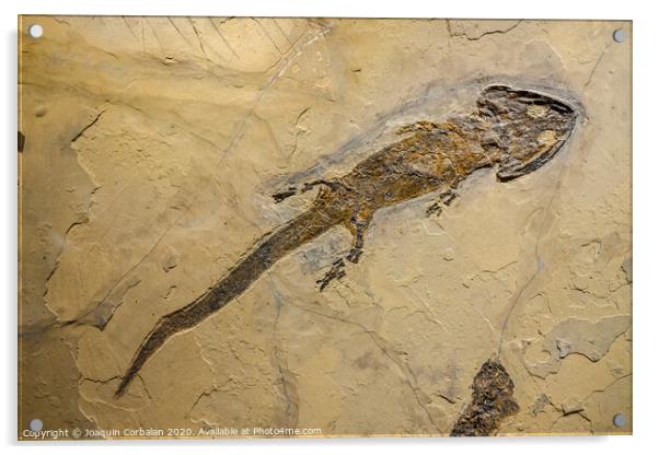 Fossil of an amphibian, sclerocephalus auseris. Acrylic by Joaquin Corbalan