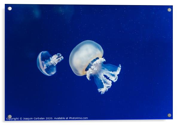 Marine creatures, Medusozoa, jellyfish with jelly-like body and bell shape. Acrylic by Joaquin Corbalan