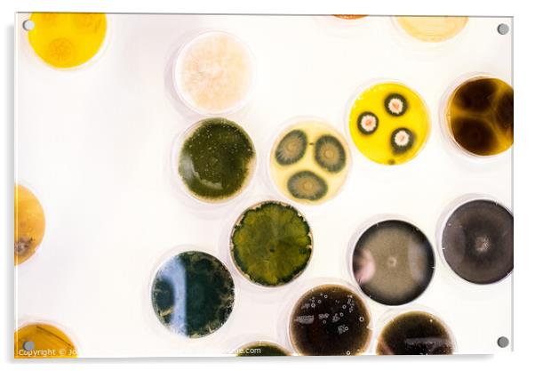 Culture of bacteria in petri dish Acrylic by Joaquin Corbalan