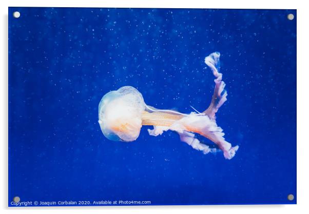 Beautiful translucent white jellyfish floating in the water with blue background, marine concept. Acrylic by Joaquin Corbalan
