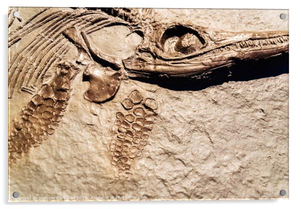 Detail of a fossil Ichthyosaurus. Acrylic by Joaquin Corbalan