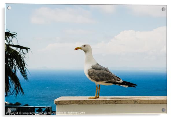 Seagull posing for the photographer with the background of the blue mediterranean sea. Acrylic by Joaquin Corbalan