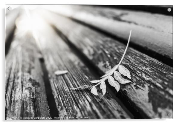 Black and white image of a fallen leaf on the boards of a park bench, with a background with blurred vanishing lines. Acrylic by Joaquin Corbalan