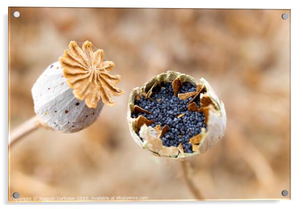 Macro detail of the poppy seeds inside the plant without collecting yet. Acrylic by Joaquin Corbalan