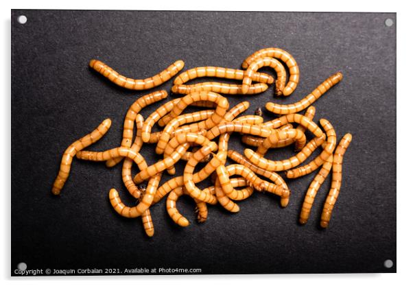 Group of golden mealworms viewed from above moving on a dark bac Acrylic by Joaquin Corbalan