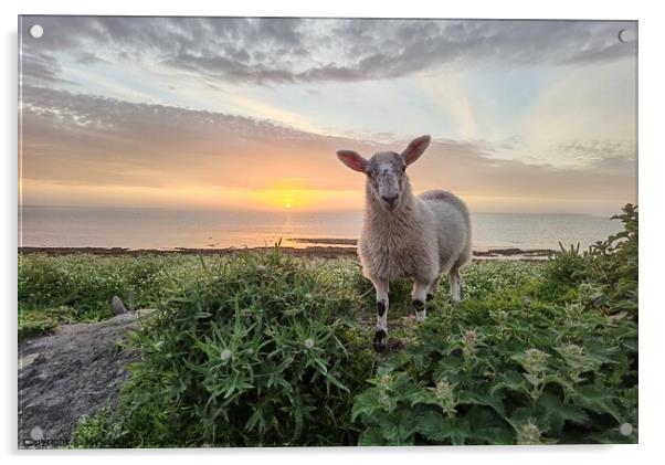 Violet the lamb at Sunset  Acrylic by Myles Campbell