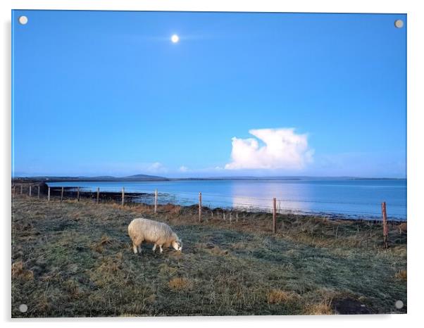 Dottie the lamb grazing under the morning moon  Acrylic by Myles Campbell