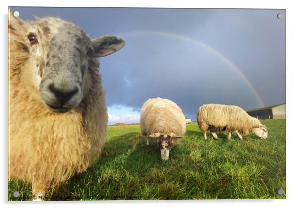 Violet the lamb onlooking under rainbow Acrylic by Myles Campbell