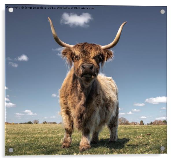 Scottish highland cow Acrylic by Ionut Draghiciu