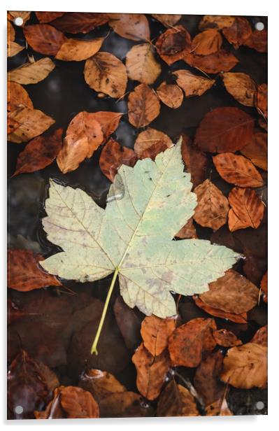 Maple Leaf Acrylic by Mike C.S.