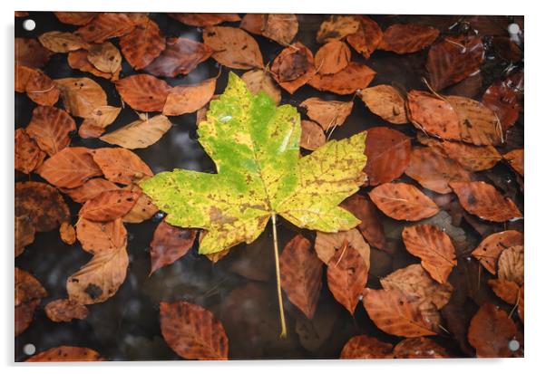 Maple Leaf Acrylic by Mike C.S.