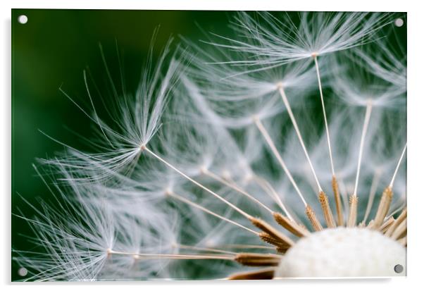 Dandelion Flower Acrylic by Mike C.S.